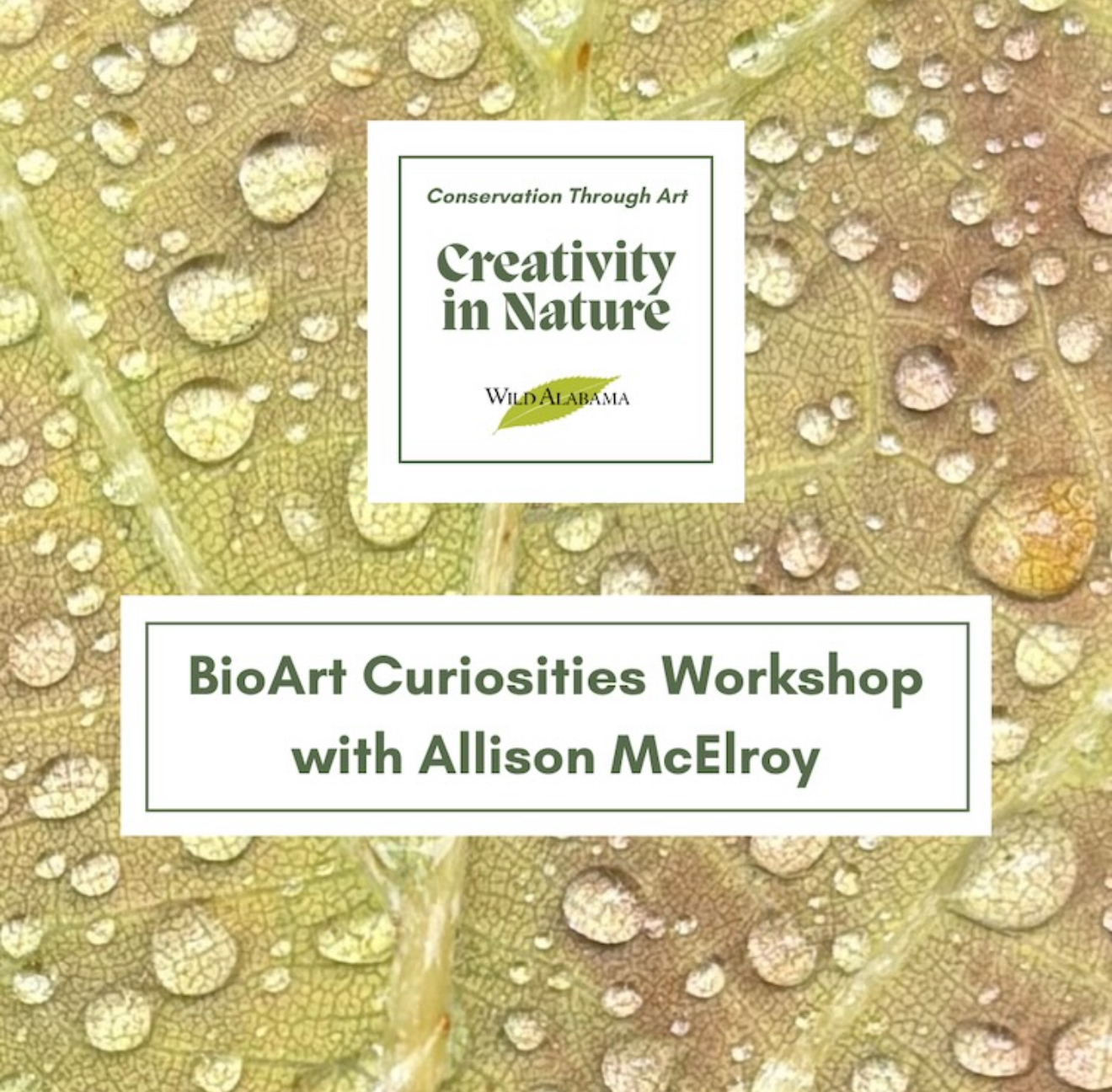 Flyer for the BioArt Curiosities Workshop with Allison McElroy, part of the Conservation Through Art: Creativity in Nature series with Wild Alabama, over a photo of dew on a leaf.